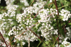 Ageratina altissima