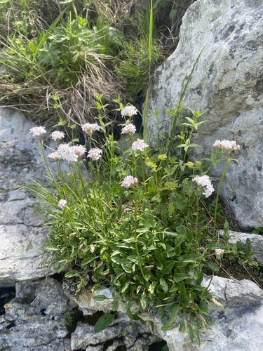 Valeriana saxicola, photograph 5