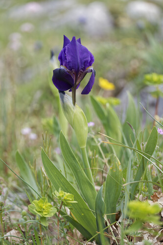 Two-flowered Iris (Iris bicapitata)