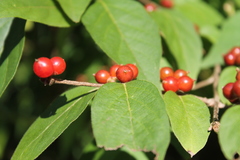 Lonicera maackii
