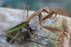 Tenodera sinensis