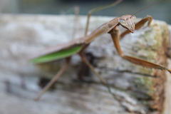 Tenodera sinensis