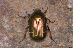 Cetonia aurataeformis