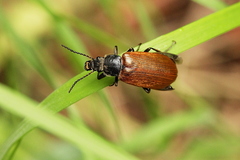 Megischia curvipes