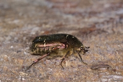 Cetonia aurataeformis