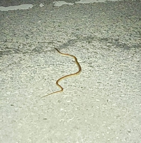 Red-banded Snake