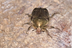 Cetonia aurataeformis