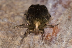 Cetonia aurataeformis