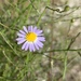 Southern Annual Saltmarsh Aster - Photo (c) Eric Duran, some rights reserved (CC BY-NC), uploaded by Eric Duran