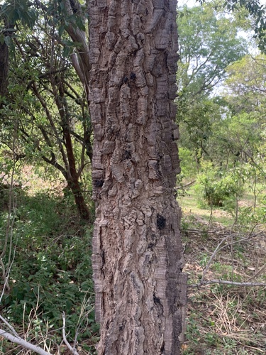 red kapok tree
