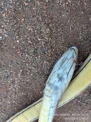 Psammophis orientalis