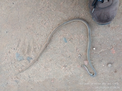 Psammophis orientalis