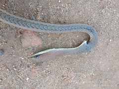 Psammophis orientalis