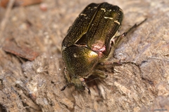 Cetonia aurataeformis