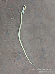 Psammophis orientalis