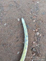 Psammophis orientalis