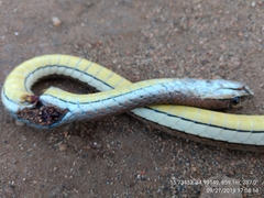 Psammophis orientalis