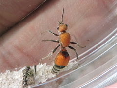 Dasymutilla ursus