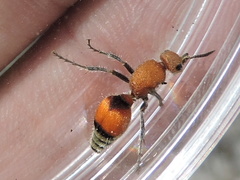 Dasymutilla ursus