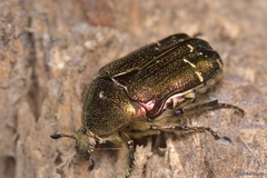 Cetonia aurataeformis