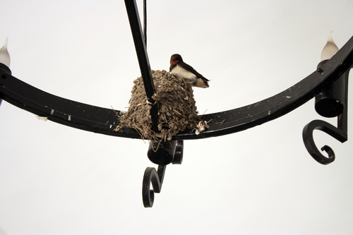 Barn Swallow