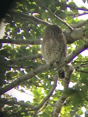 Glaucidium siju