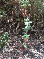 Lonicera hispidula