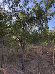 Corymbia erythrophloia