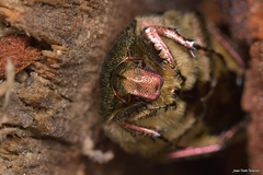 Cetonia aurataeformis