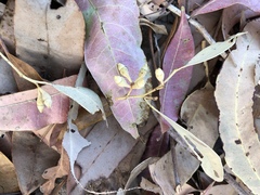 Corymbia erythrophloia