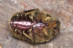 Cetonia aurataeformis