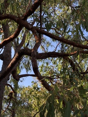 Corymbia erythrophloia