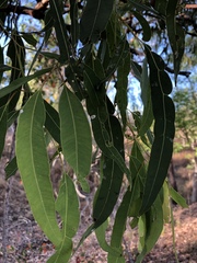 Corymbia erythrophloia