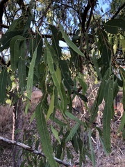 Corymbia erythrophloia