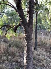 Corymbia erythrophloia