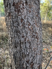 Corymbia erythrophloia