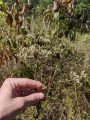 Eupatorium pilosum