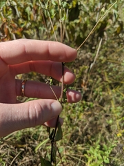 Eupatorium pilosum