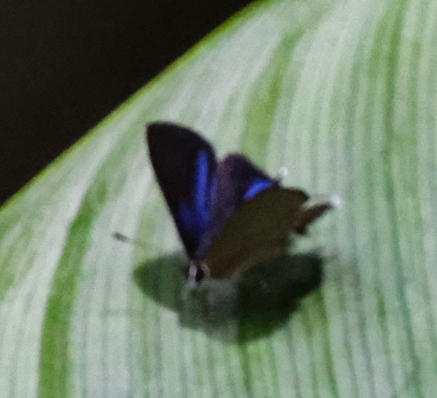 Camissecla charichlorus