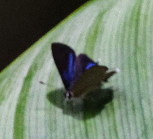 Camissecla charichlorus