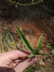 Dichanthelium ravenelii