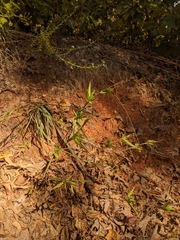 Dichanthelium ravenelii