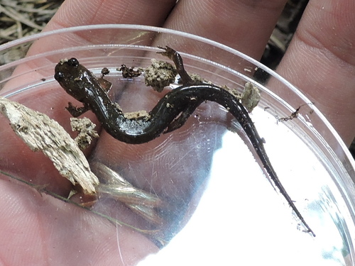 Desmognathus catahoula