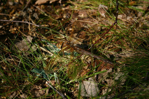 Brown Hawker