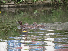 Aythya novaeseelandiae