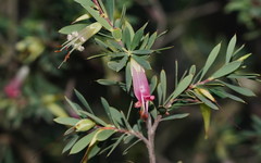 Styphelia triflora