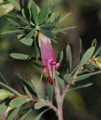 Styphelia triflora