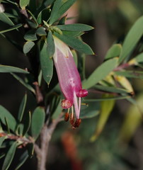 Styphelia triflora