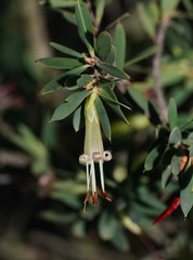 Styphelia triflora