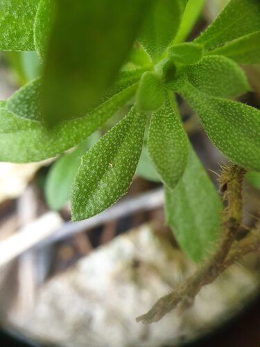 Draba glabella, photograph 6